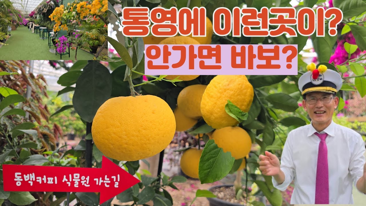 통영 숨겨진 명소 통영동백커피식물원은 지상낙원!