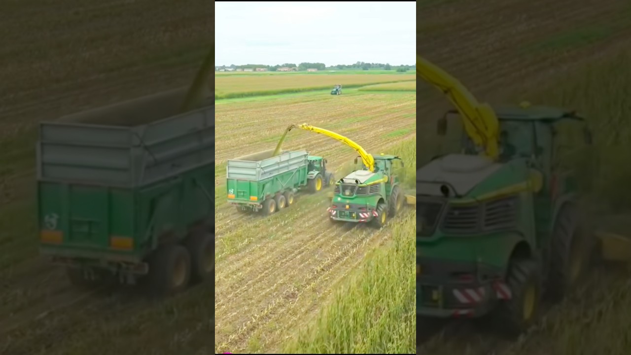 Loading fodder for animals in tractor #foddercutter #usatractor #americanimplement