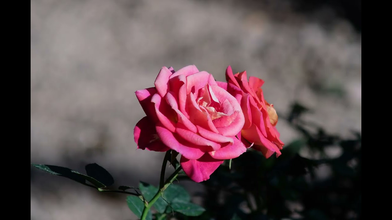 My Photo Album: Fujifilm X-E3 #2 - with Canon FD 70-210mm f/4
