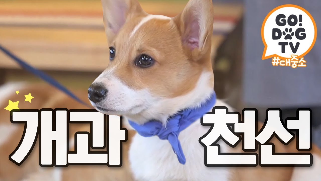 [고독TV] 대중소 학교가다🏫 ft.반려견 훈련 Tip | 개밥주는 남자
