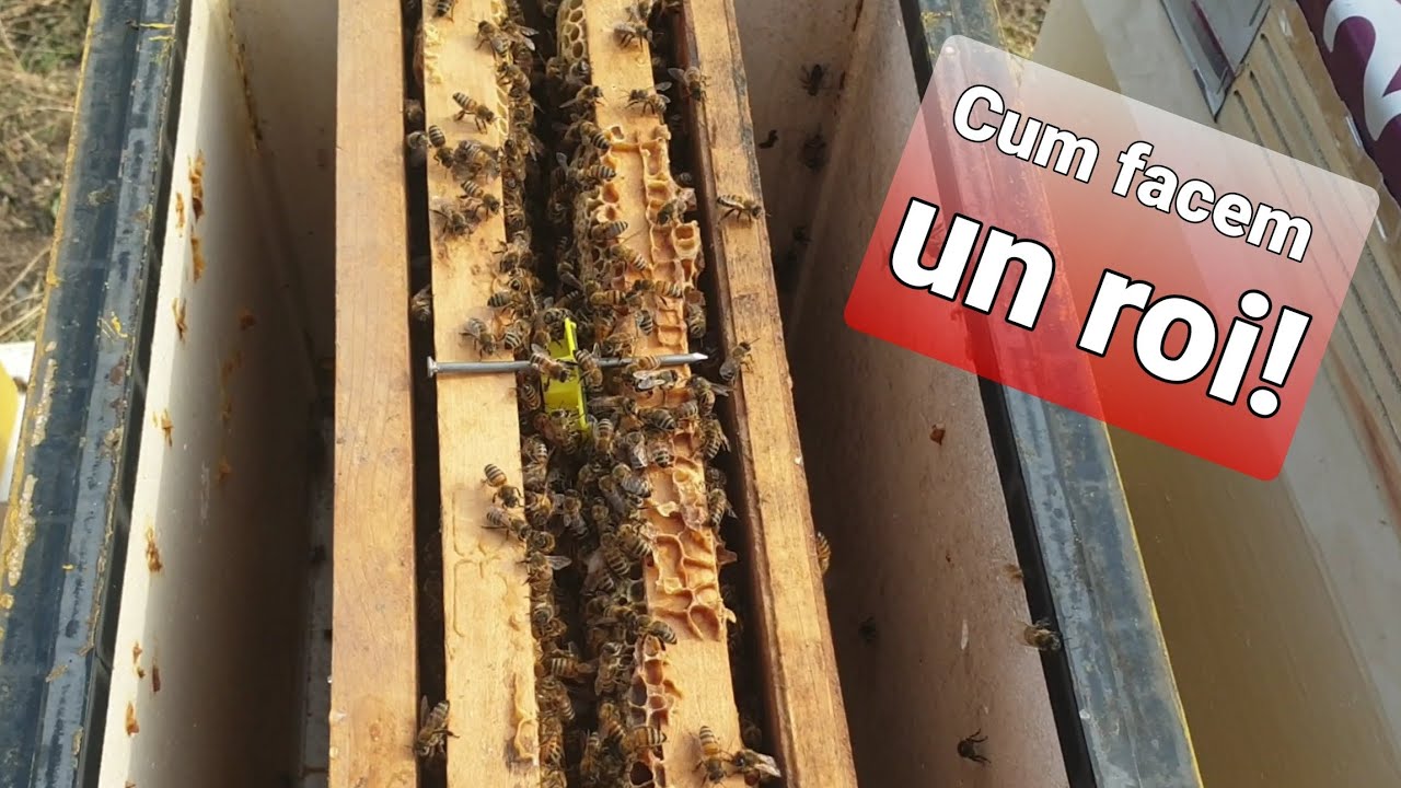 Cum facem roiuri artificiale pas cu pas?!!! #apicultura2023