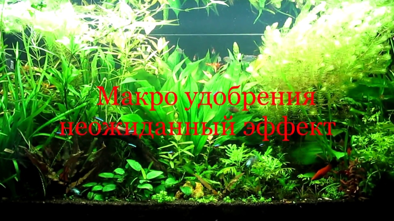 Удобрения для аквариума. Неожиданный эффект!