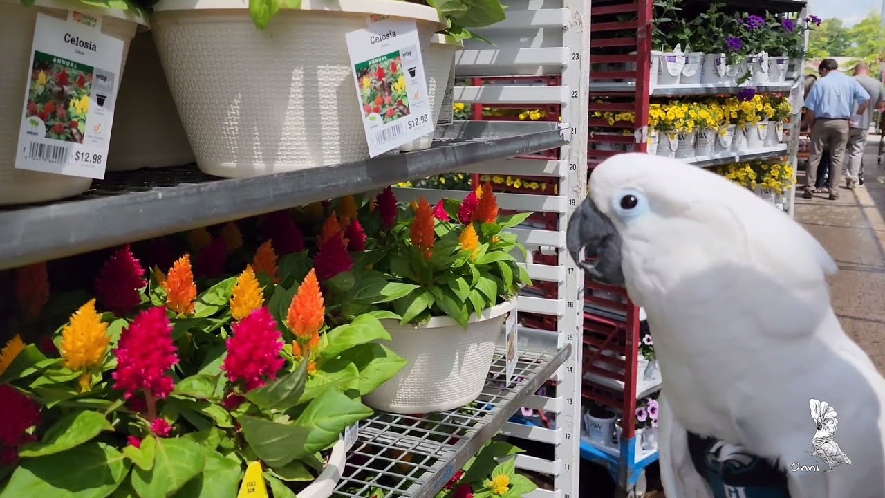 How To Stop A Cockatoo From Screaming (or not)