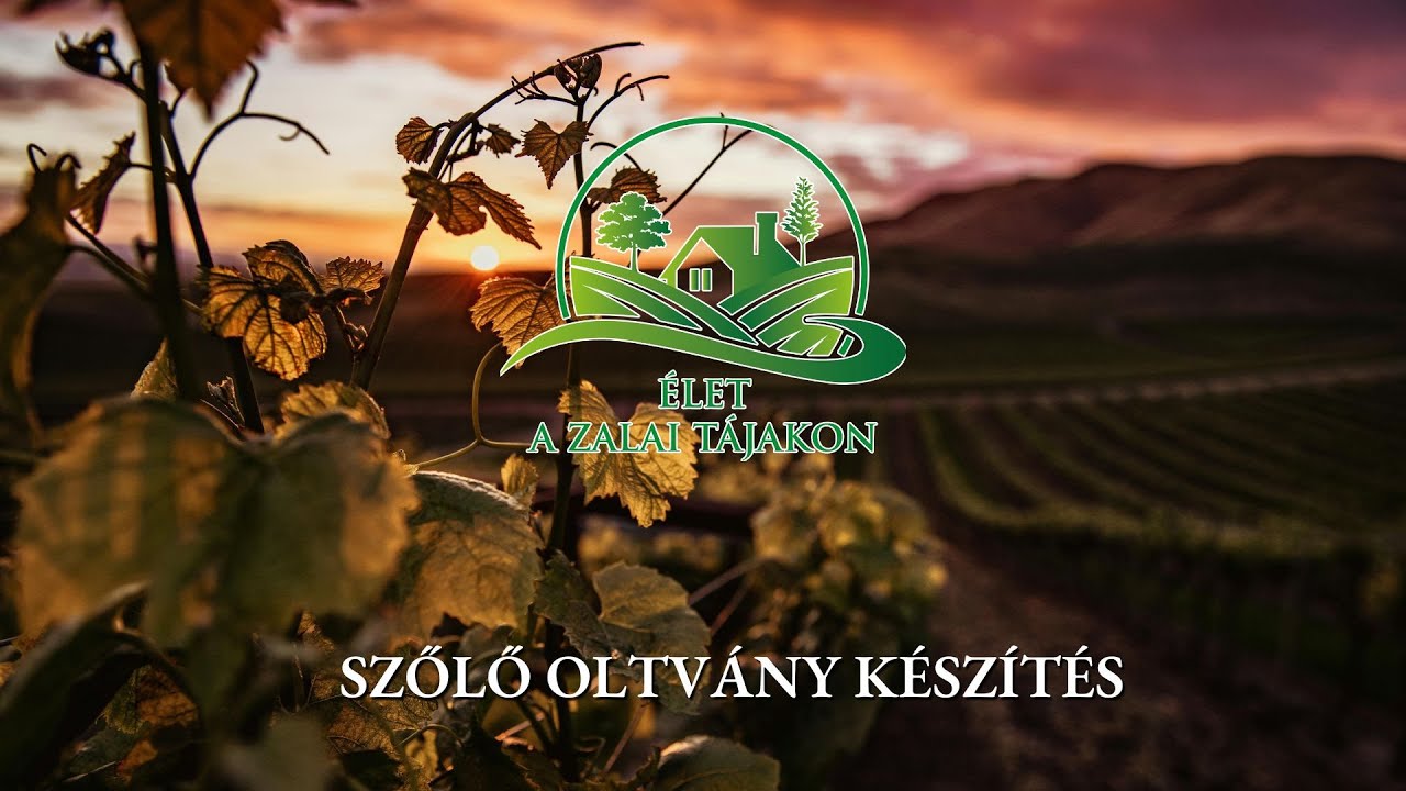 Szőlőoltvány készítés titkai – Interjú Lócsi Józseffel