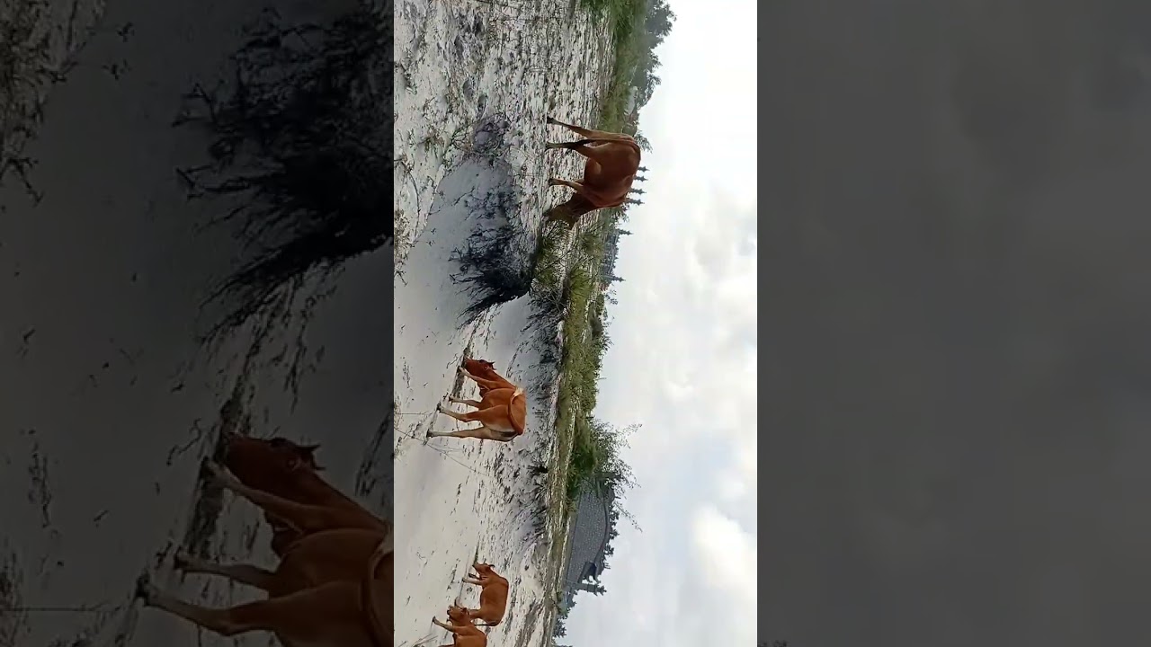 Nhà bo đì an co 