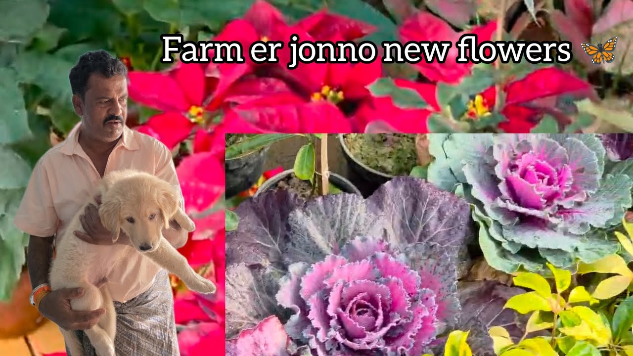 🪴Farming er jonno new flowers💐#villagefarmingvlogs #vlog #fishingequipment #kartikmonth