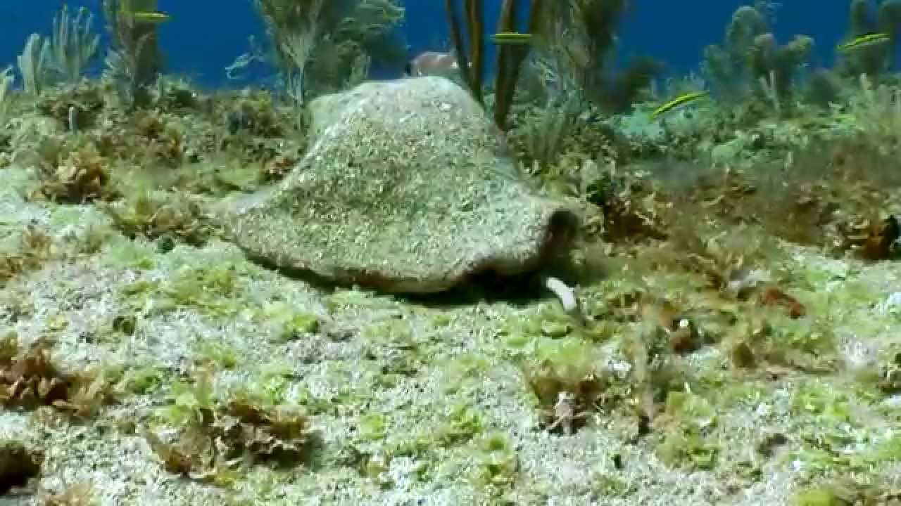 La acidificación del mar