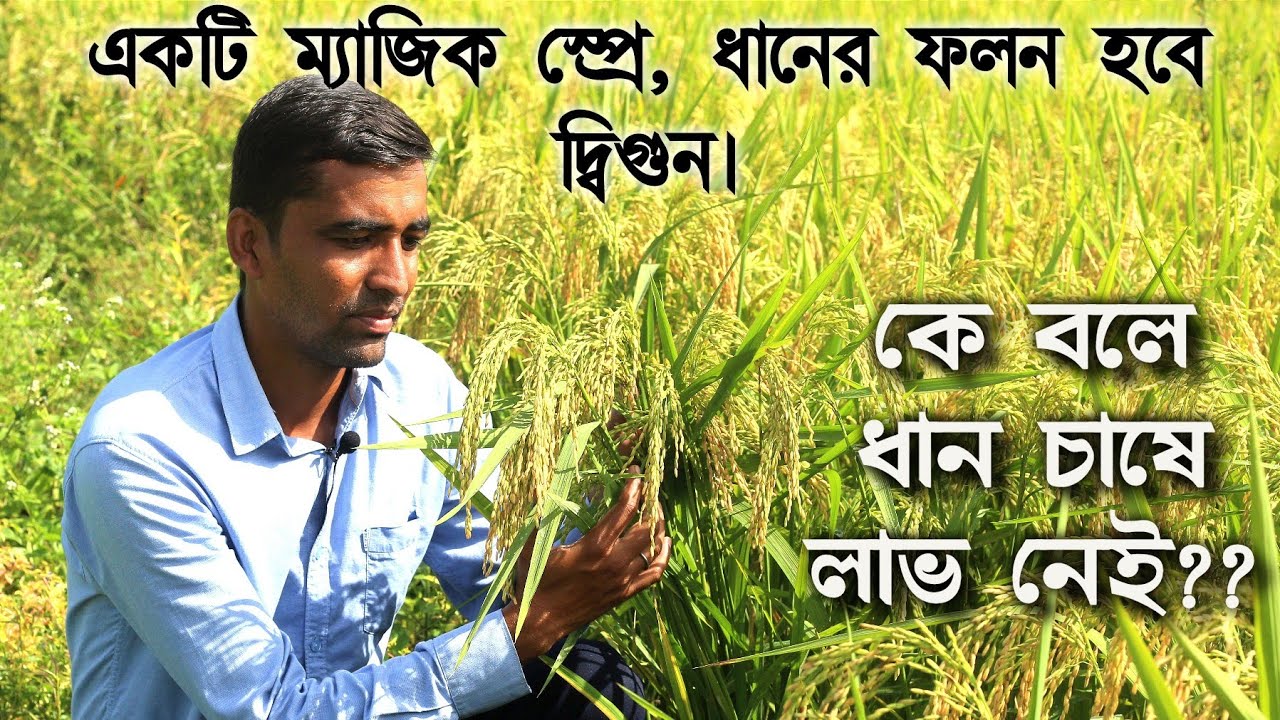 অন্তিম পর্বে ধানের গুরুত্বপূর্ণ পরিচর্যা || ধানের ফলন, ওজন ও উজ্জ্বলতা বৃদ্ধি করবেন কিভাবে?