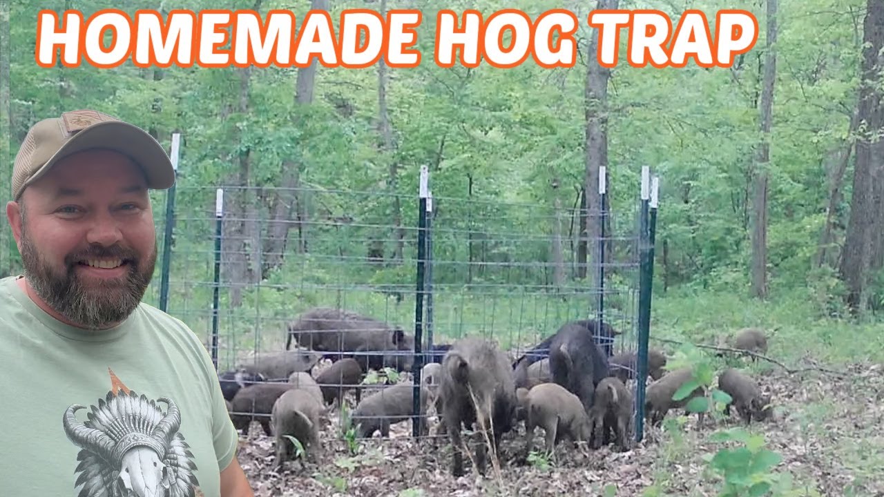 Record Hog Catch In My Homemade Trap