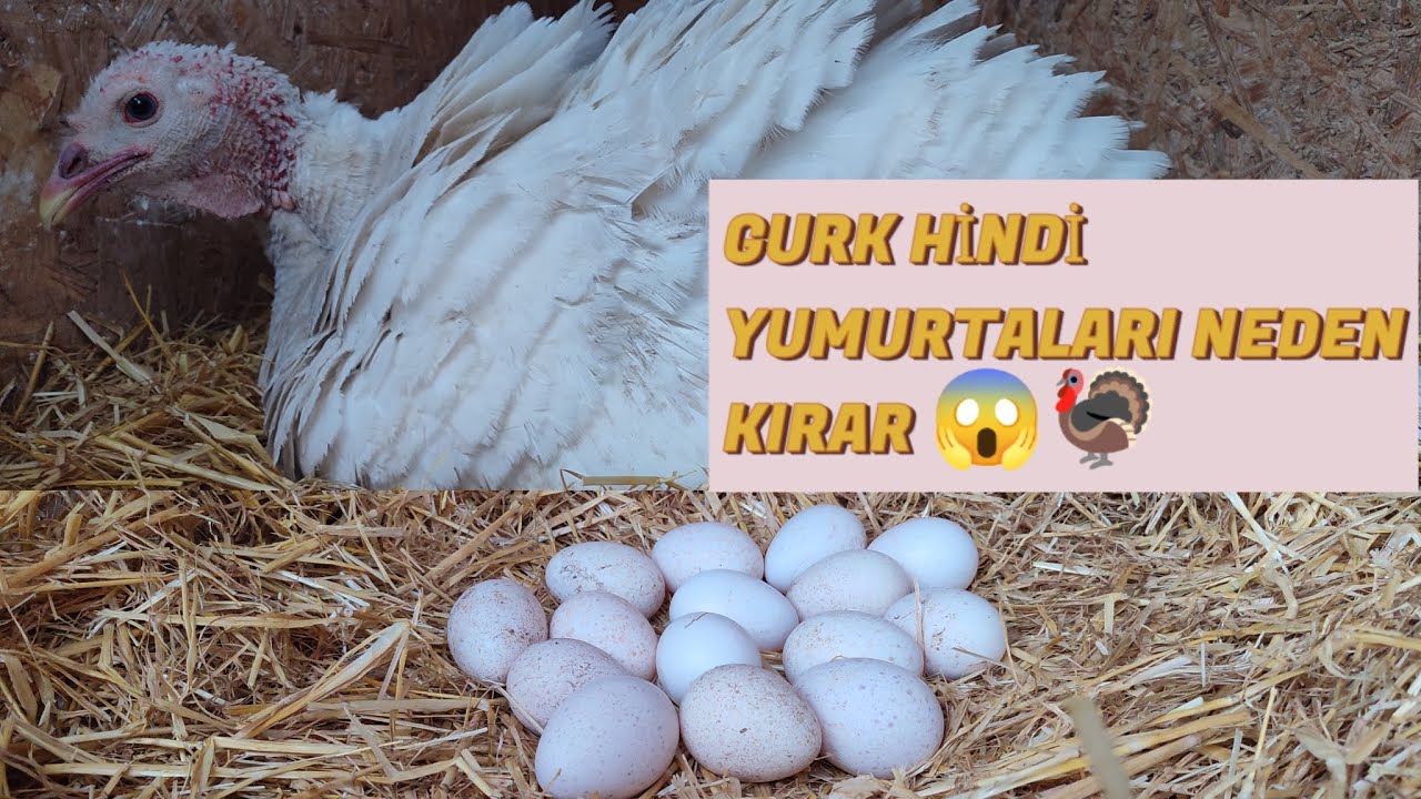 KURK HİNDİ NASIL YATIRILIR~HİNDİ GURK YATIRMA. NELERE DİKKAT EDİLİR