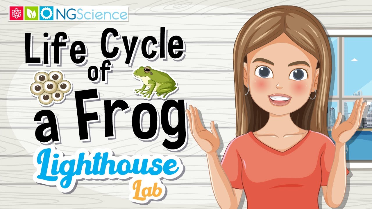 Lighthouse Lab – Life Cycle of a Frog
