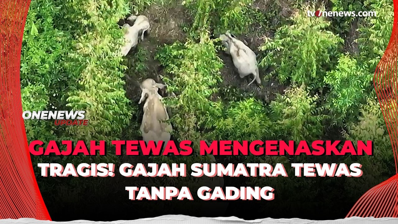 Gajah Sumatera Tewas Mengenaskan di Pelalawan, Diduga Dibunuh Pemburu Liar | OneNews Update