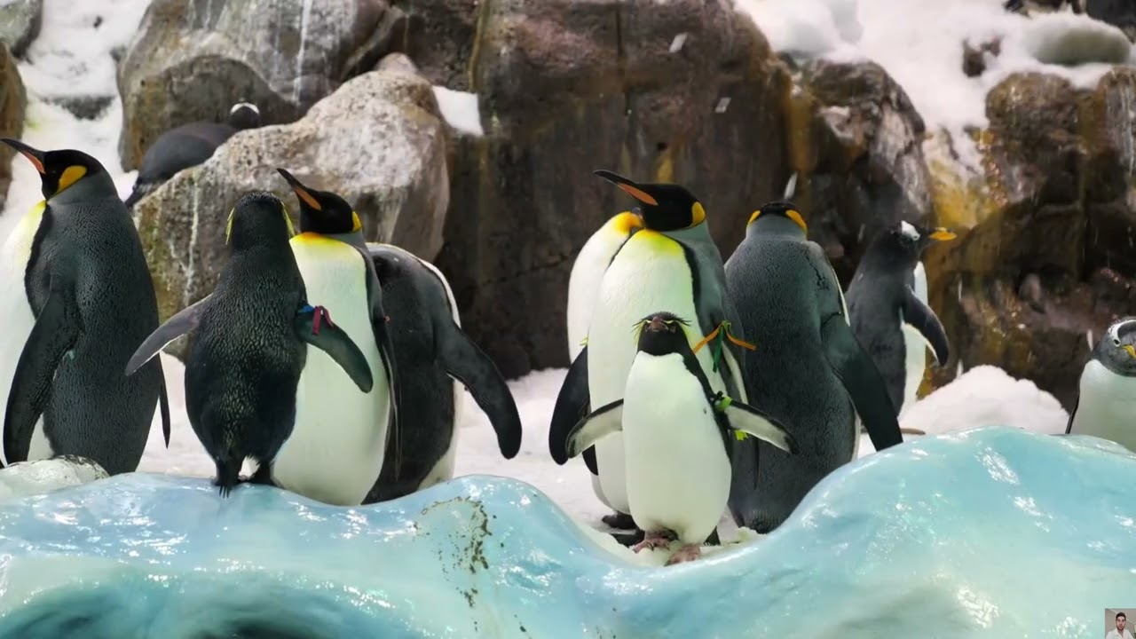 How Penguins Beat Physics to Survive Antarctica! :  (ANALYSIS.) documentary bio.