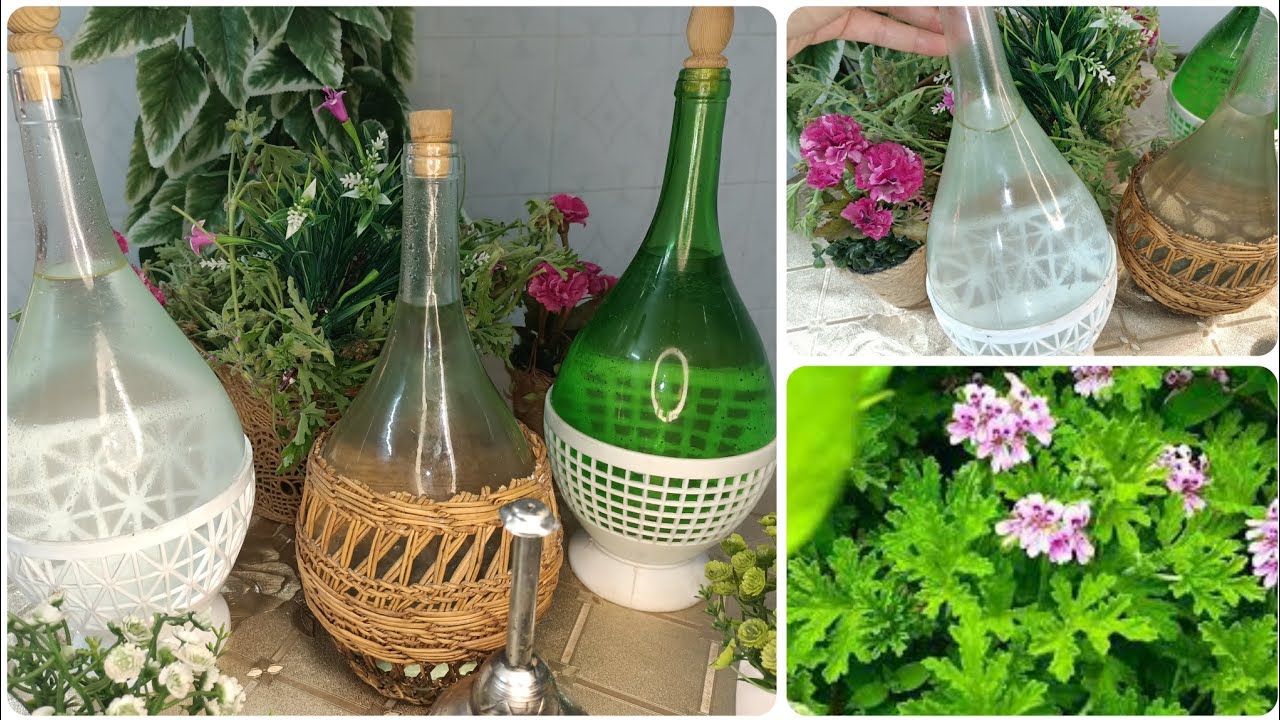 تقطير العطرشية في المنزل بالتفصيل و بطريقة واضحة و مبسطة🌿 مراحل و اسرار تقطير العطرشية👌
