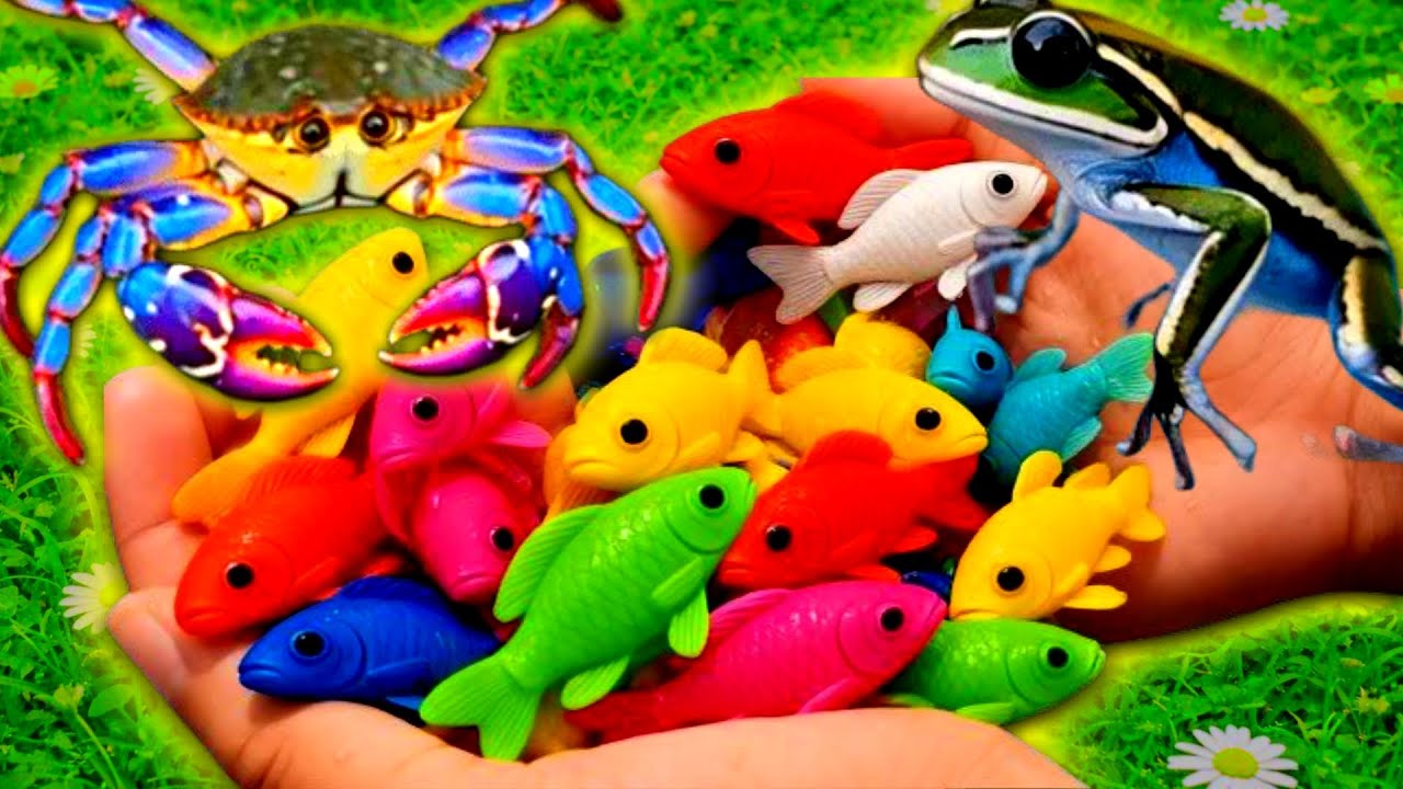 Mind-Blowing❗️✨Catching Colorful Ornamental Fish 🐠 , Rare Crabs 🦀 , and Legendary Giant Turtles 🐾