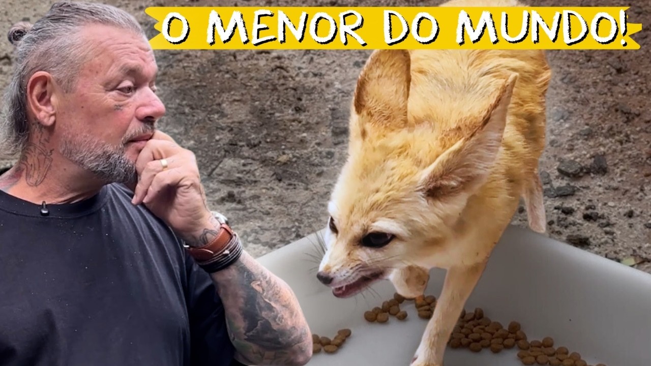 FENECO, RARO, PEQUENO E EXTREMAMENTE RÁPIDO 🦊💨