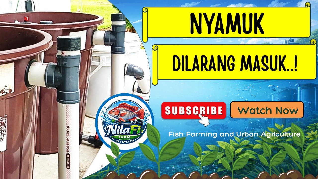 Mengatasi dan Mencegah Nyamuk Masuk di Kolam Budikdamber