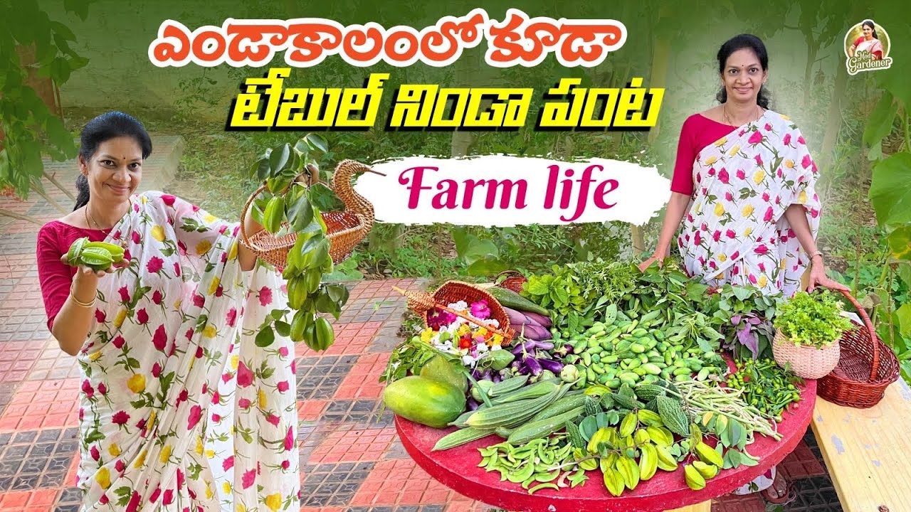 Farm Harvest/ సీజన్ మారతున్నప్పుడు ఇవి వేసుకొని మేనేజ్ చెయ్యాలి. @MAD GARDENER