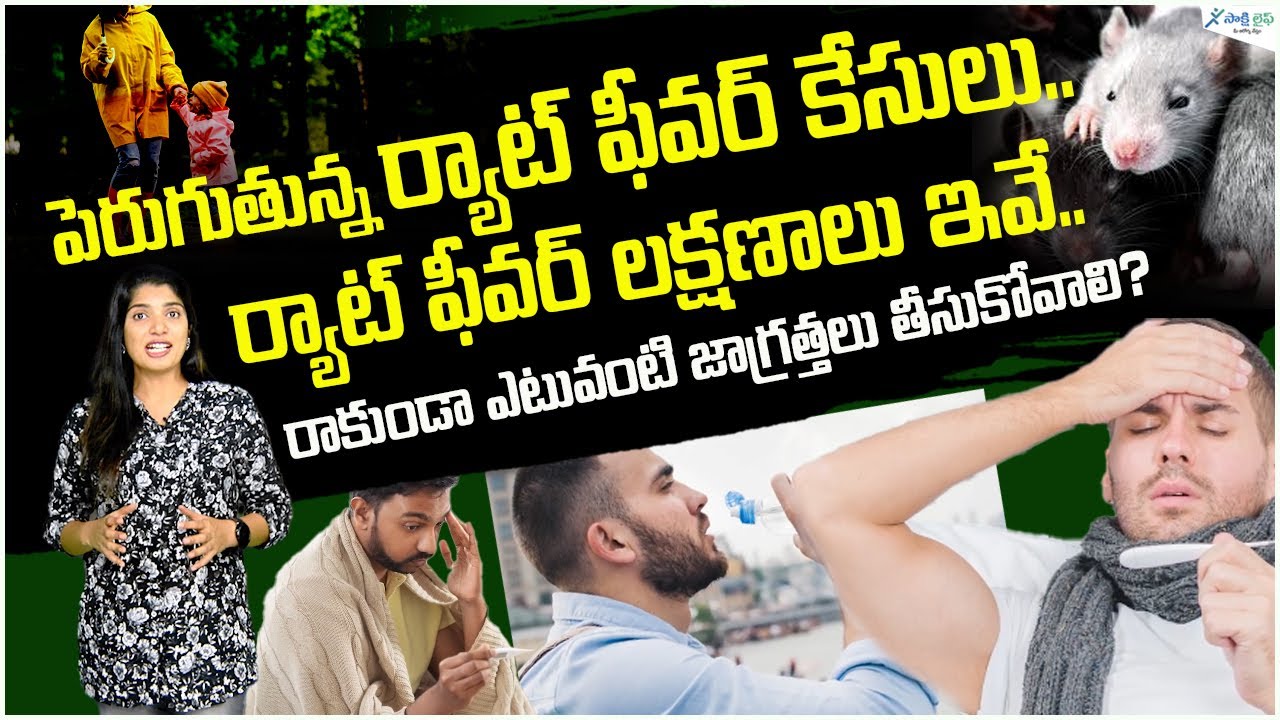 Rat fever symptoms | Prevention from Rat fever | Health tips | Sakshi Life