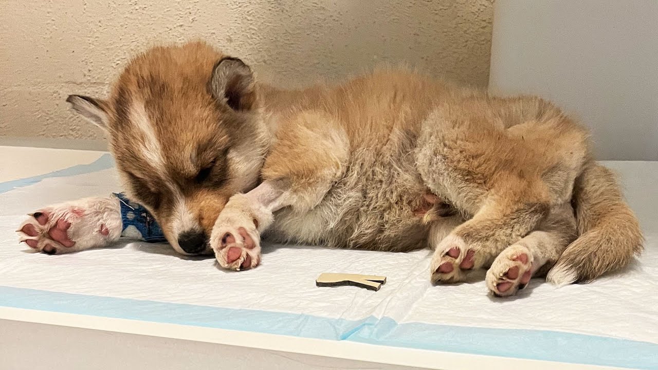 Emergency Vet Visit For My Abandoned Husky Puppy