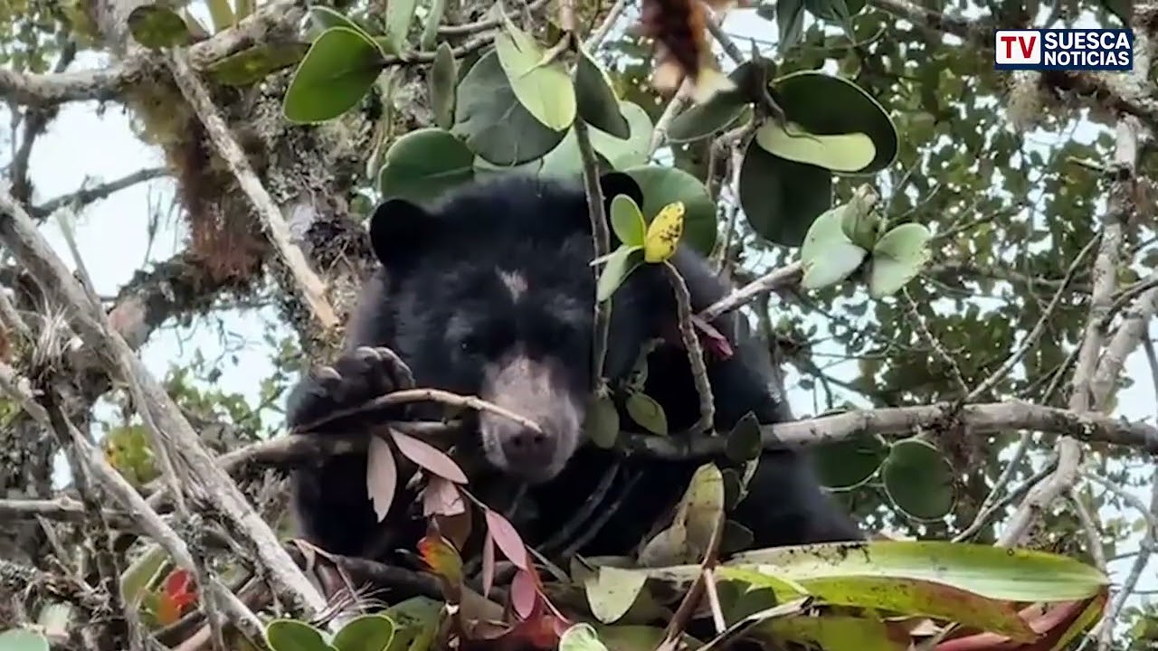 🐻 CAR hace llamado al cuidado y protección de un oso andino