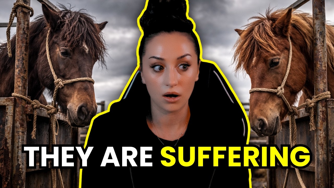 WE NEED TO SAVE ICELANDS HORSES