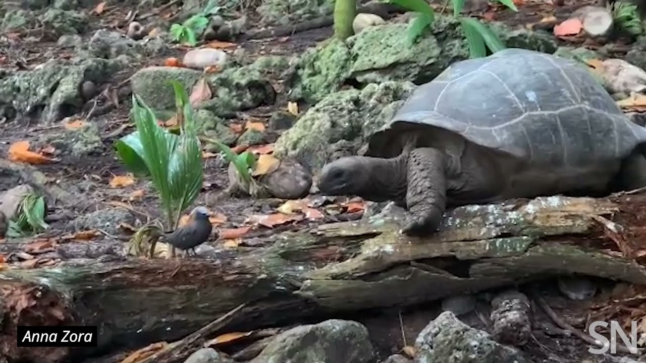 Watch a tortoise hunt a bird | Science News