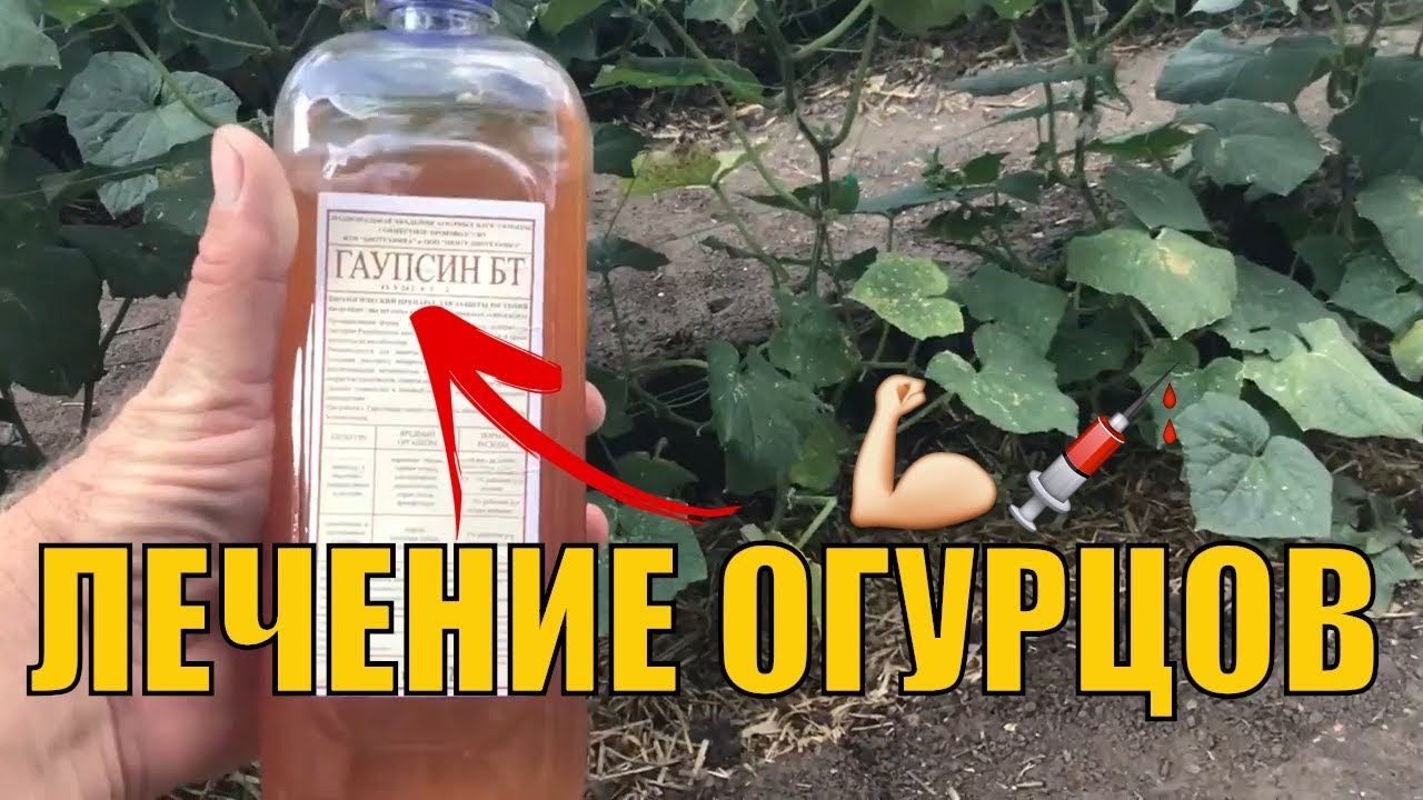 Заболевания огурцов. Фузариоз (корневая гниль).