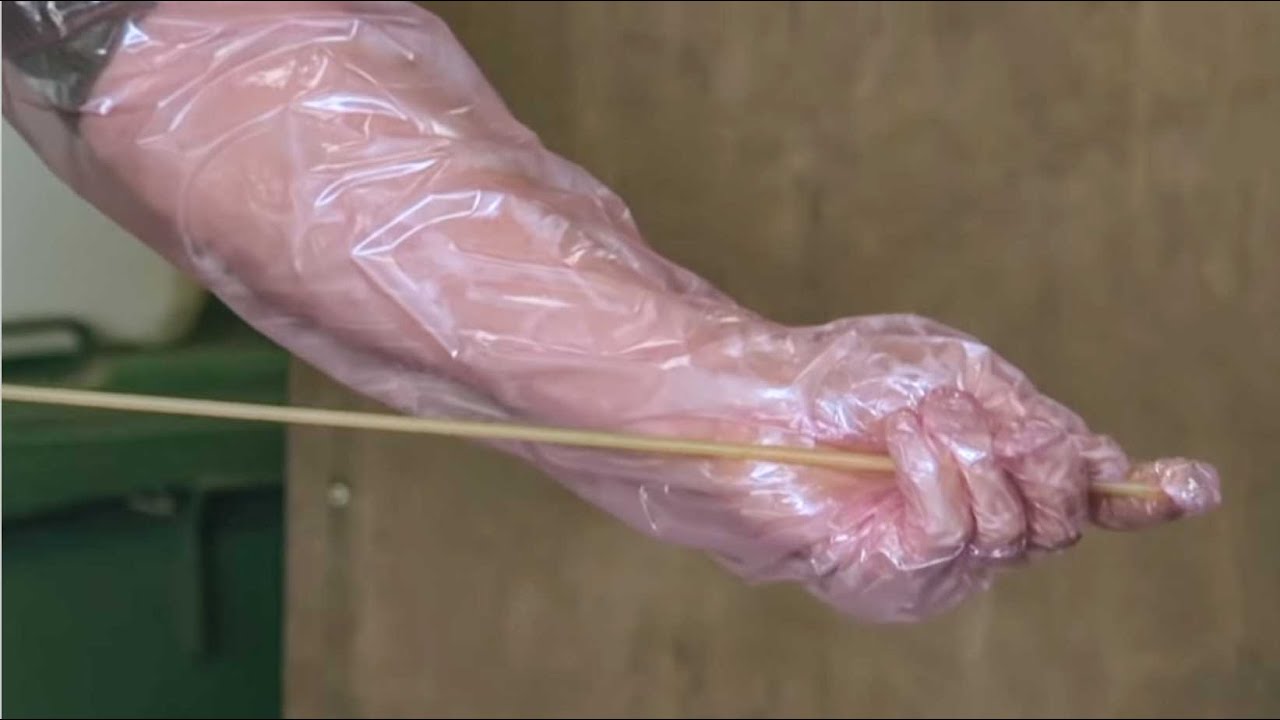 Artificial Insemination of a Mare   Instructional Video