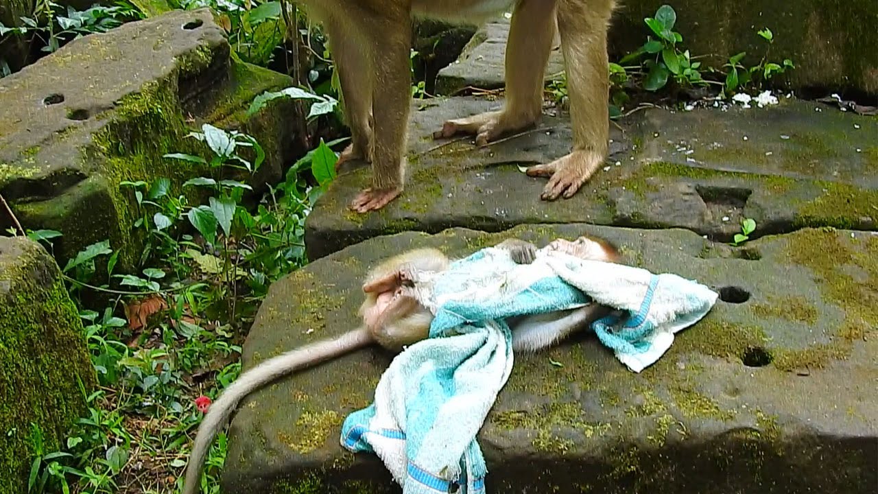 Terrible help! Mama Ashley fast run to warn chase all abandon for protect baby Candy from they hurt