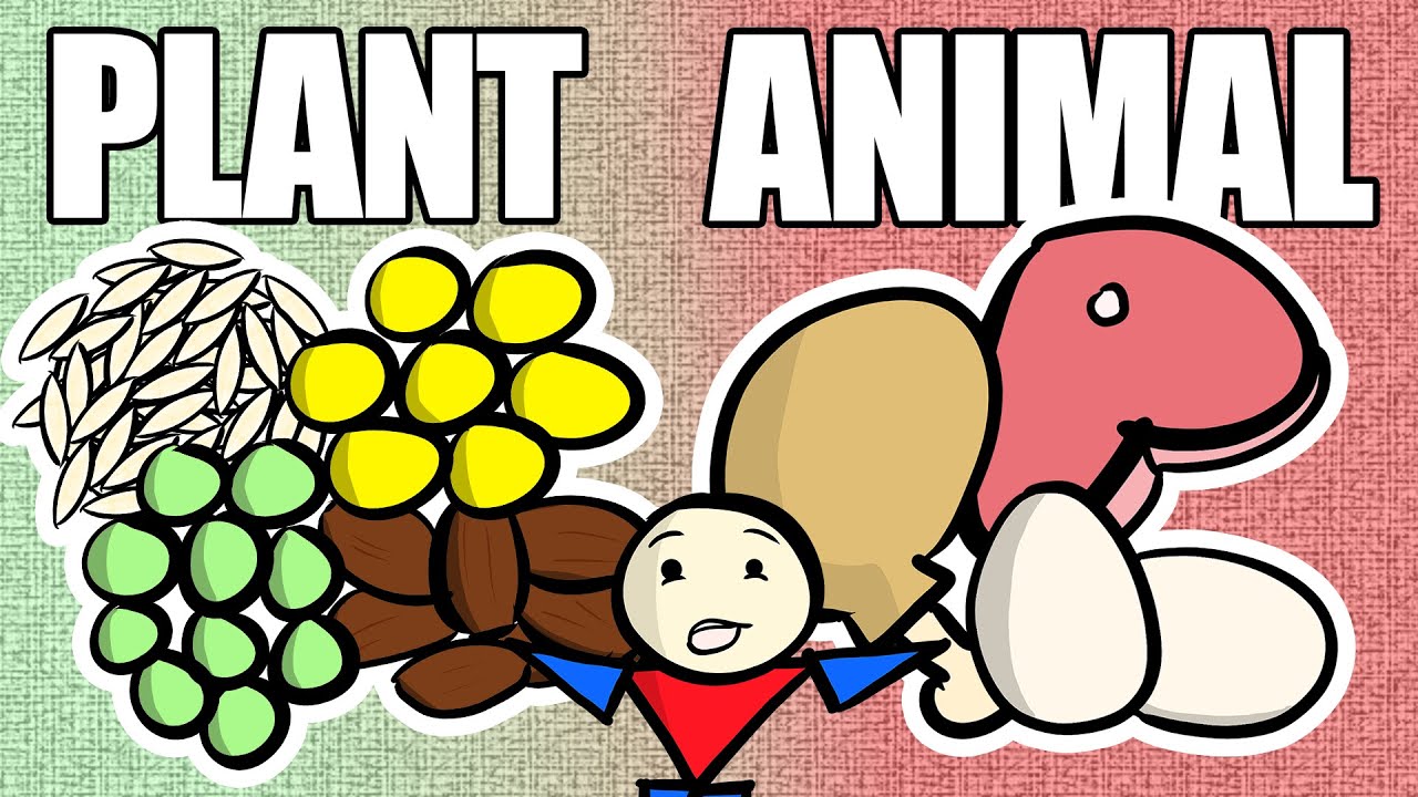 Are Plant Proteins Really Worse Than Animal Proteins?