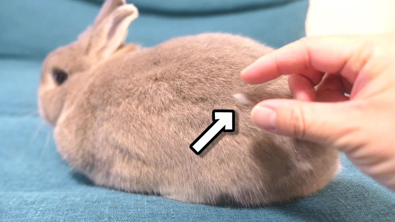 ウサギの毛を抜いたらまさかのこうなりました
