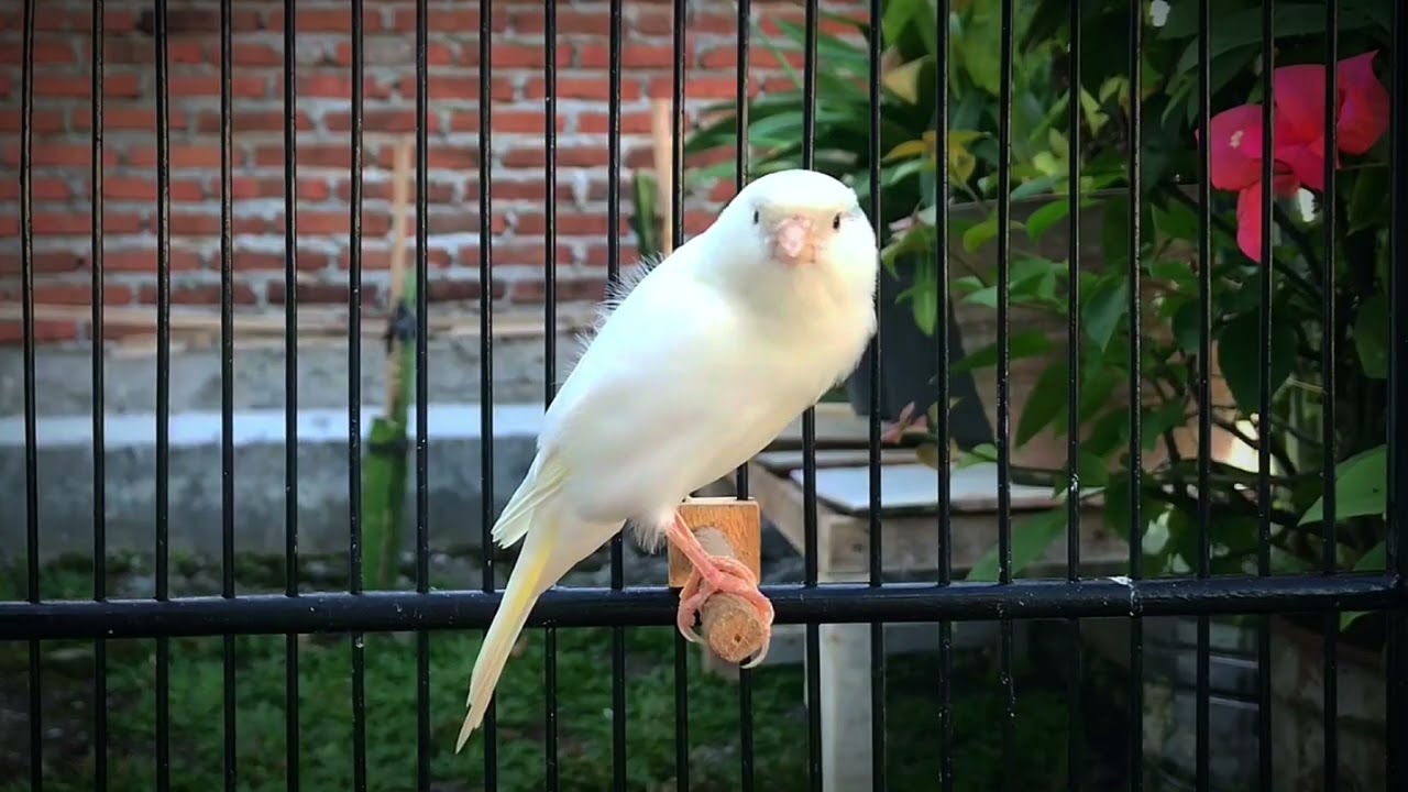 Belgian Canary Calls All The Canaries to Sing‼️ The Best Canary Training🐦