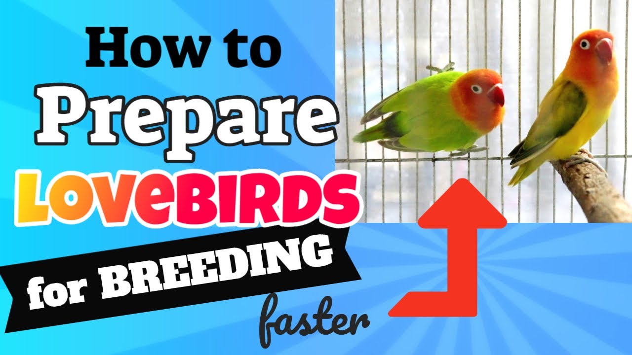 How To Prepare Lovebirds For Successful Breeding - TIPS TO BREED AFRICAN LOVE BIRDS FASTER