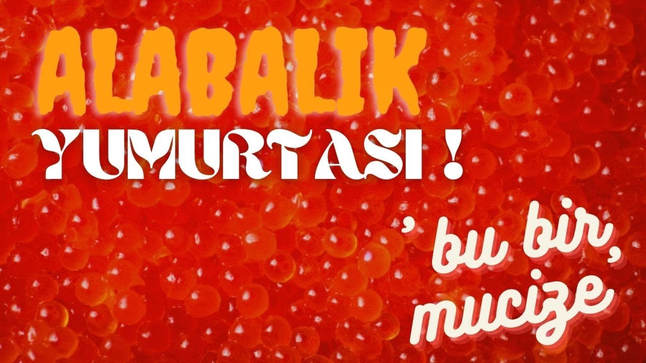 ALABALIK SAĞIMI, ZİGANA YOLU, KELKİT, YAVRU ALABALIK KULUÇKAHANESİ. #3