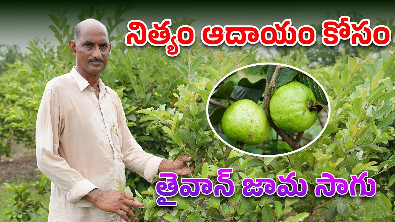 నిత్యం ఆదాయం కోసం తైవాన్ జామ సాగు | Taiwan Guava Cultivation in Telugu