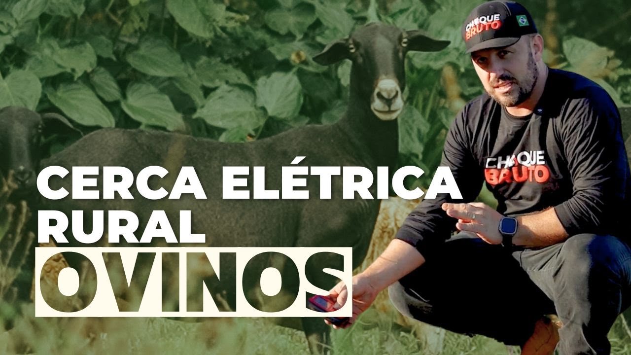 O segredo pra ter uma cerca elétrica para Ovelhas Santa Inês!