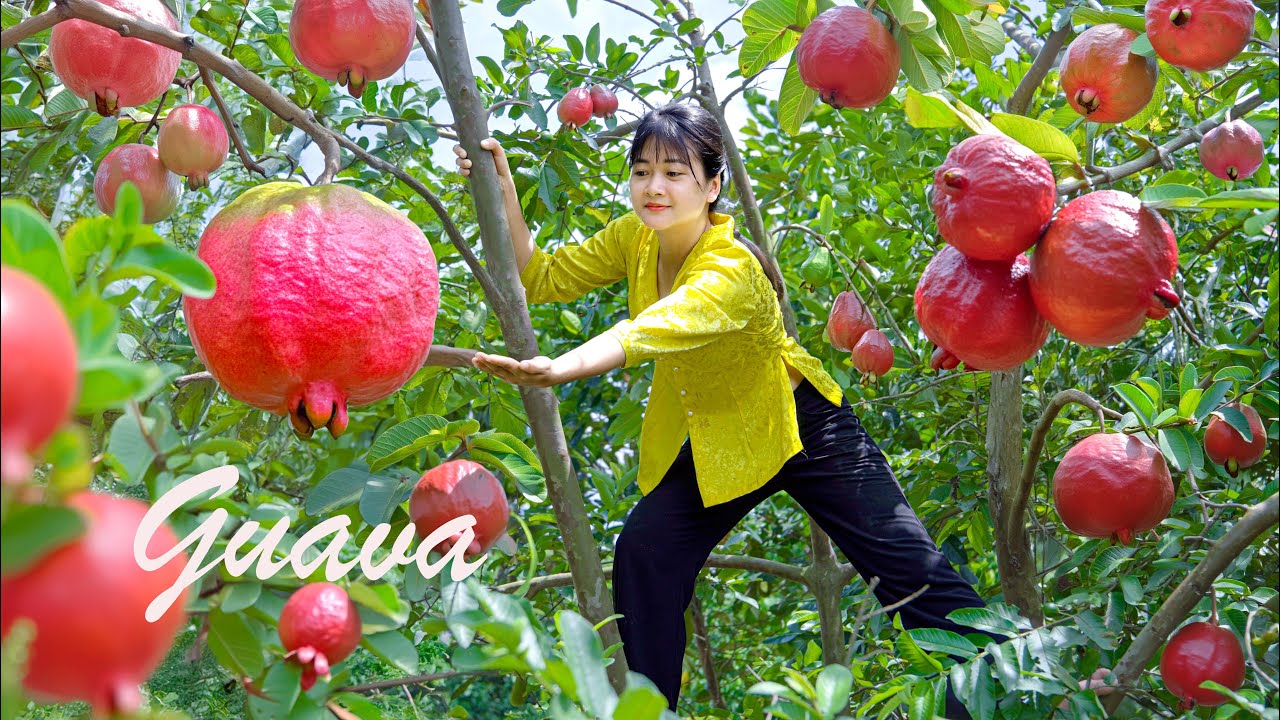 [ASMR COOKING FOOD]  Amazing Harvesting Guava Fruit Garden Goes to market sell - Cooking & relaxing