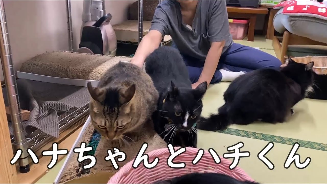 （ライブ配信部屋）ハチワレ猫部屋の名前一挙ご紹介！！