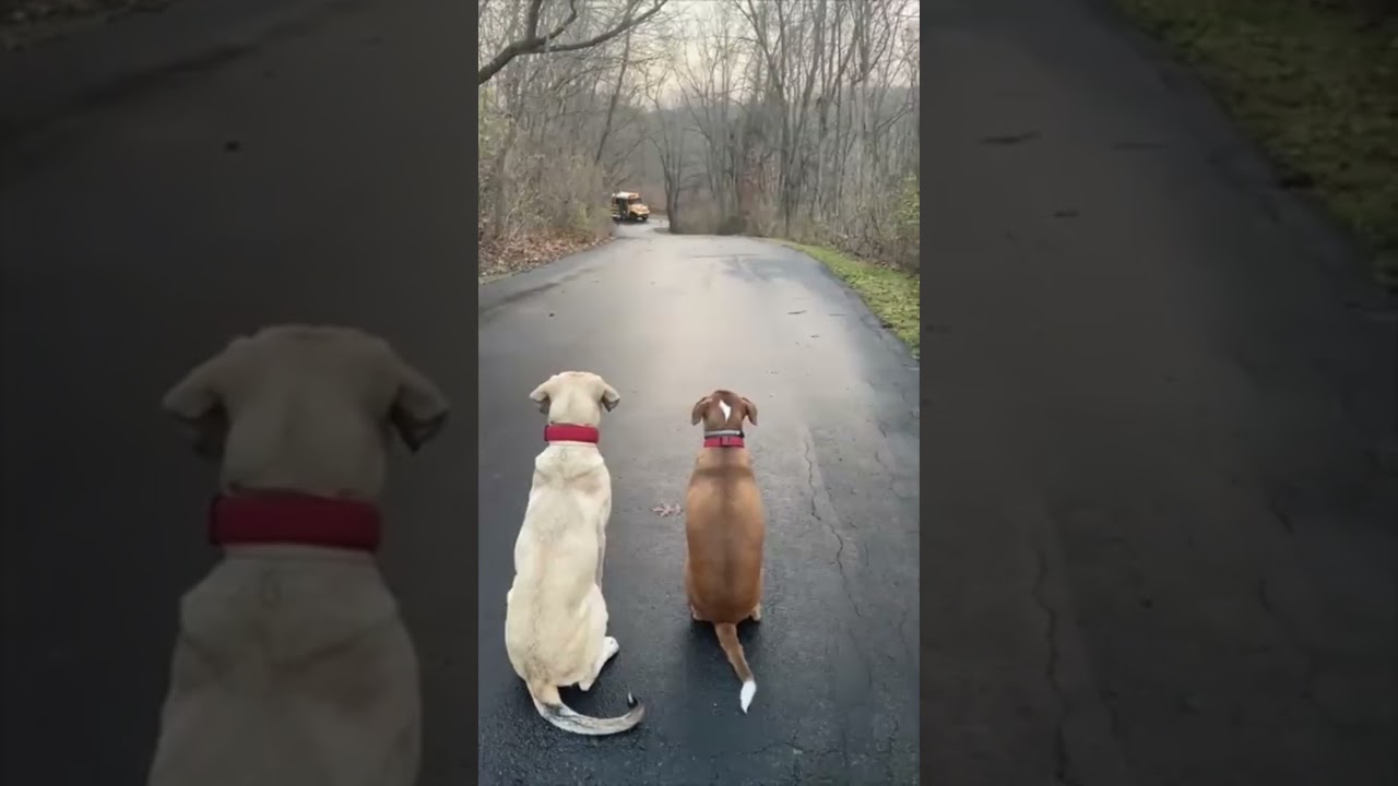These two dogs get SO excited when they see their kids! #shorts