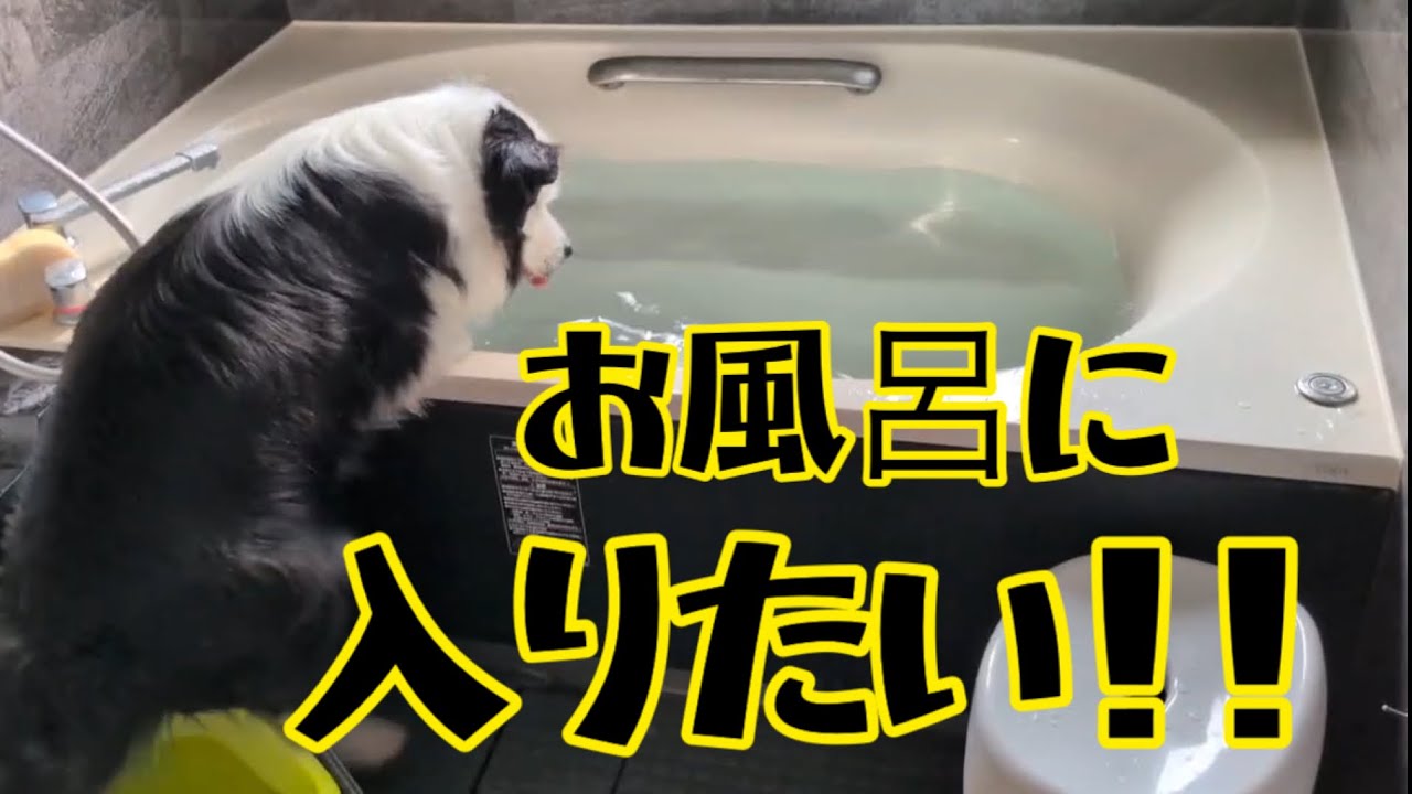 お風呂に入りたくて必死にもがく犬ボーダーコリー