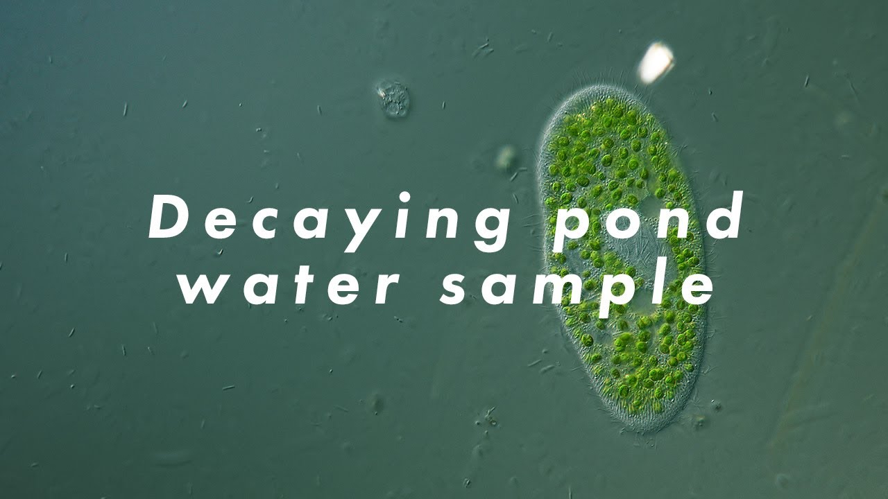 Decaying pondwater sample