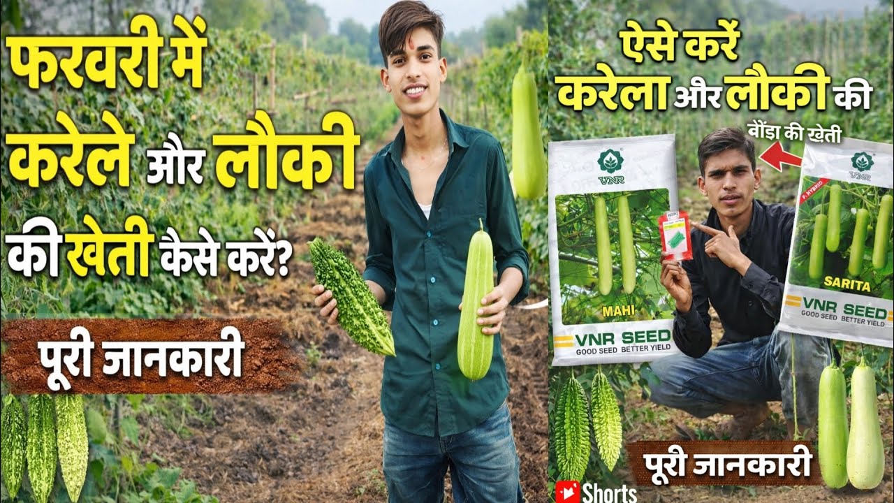 करेला की खेती कैसे करें?लौकी की खेती का सही समय और तरीका | किसान के लिए फायदेमंद #shivamkisanvlog