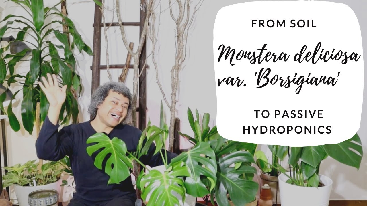 Monstera deliciosa var. 'Borsigiana' From Soil to Passive Hydroponics