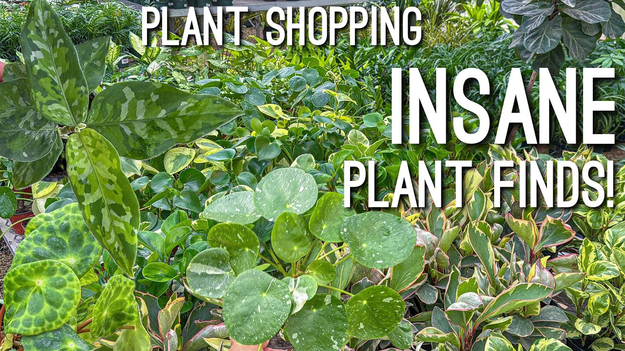 RARE Wishlist Plants for CHEAP! Plant Shopping & Plant Haul