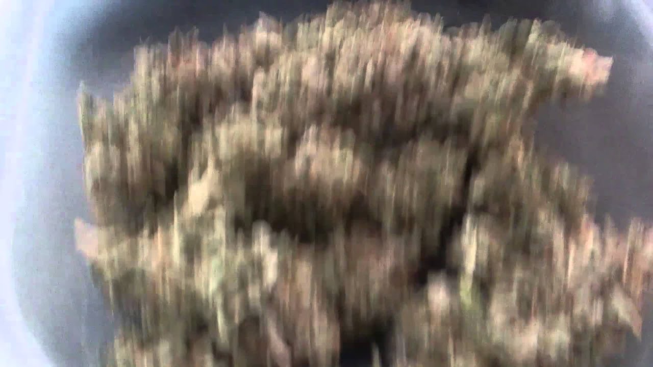 OGRaskal Fire OG Kush S1 Harvest