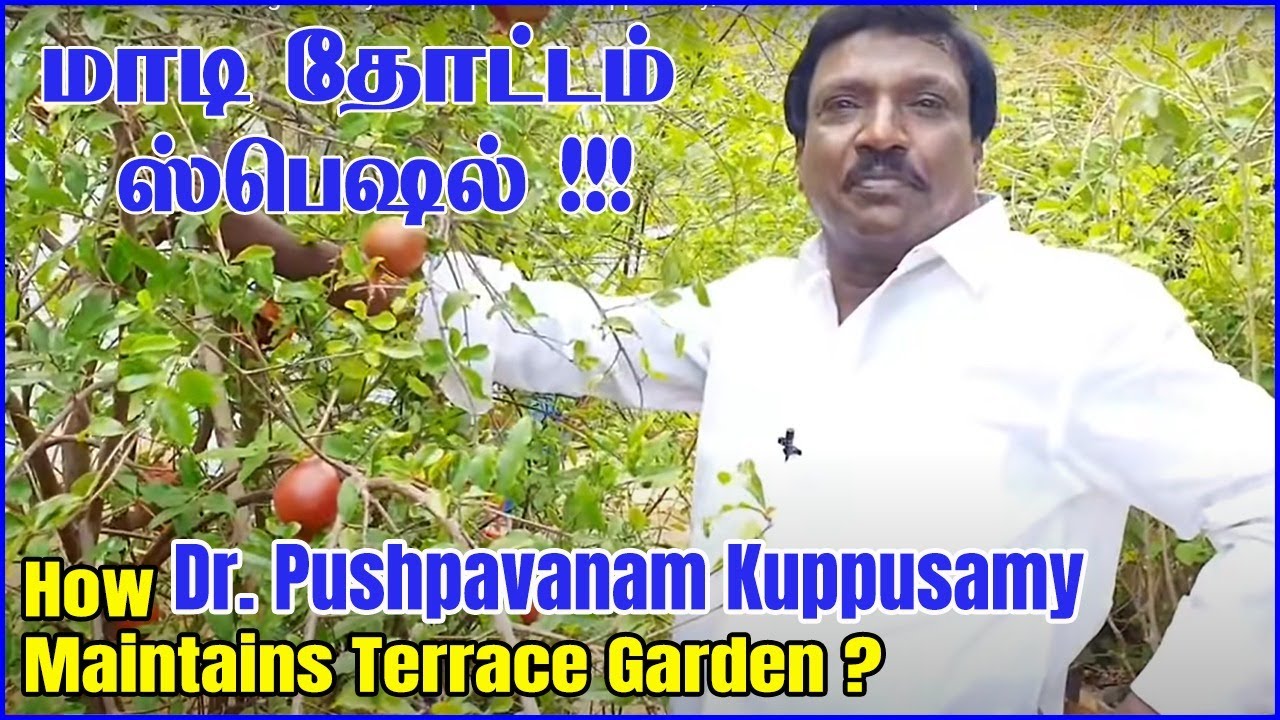 மாடி தோட்டம் பராமரிப்பது எப்படி ? | Terrace garden maintenance by Dr.Pushpavanam Kuppusamy | Anitha