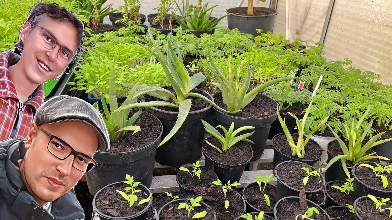 Aloe Vera vermehren und Pflegen Aloe Vera Ableger Steckling selber ziehen | teilen und umtopfen