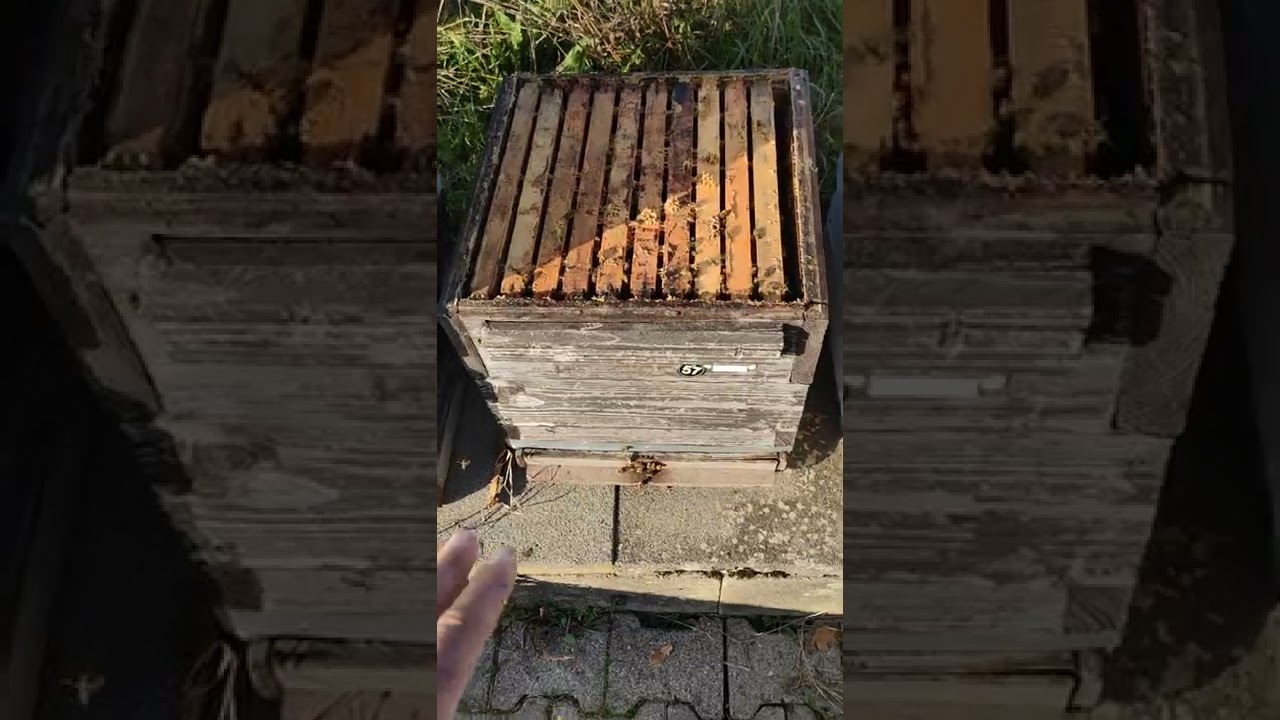 Termodaska u Oktobru kod DB kosnice