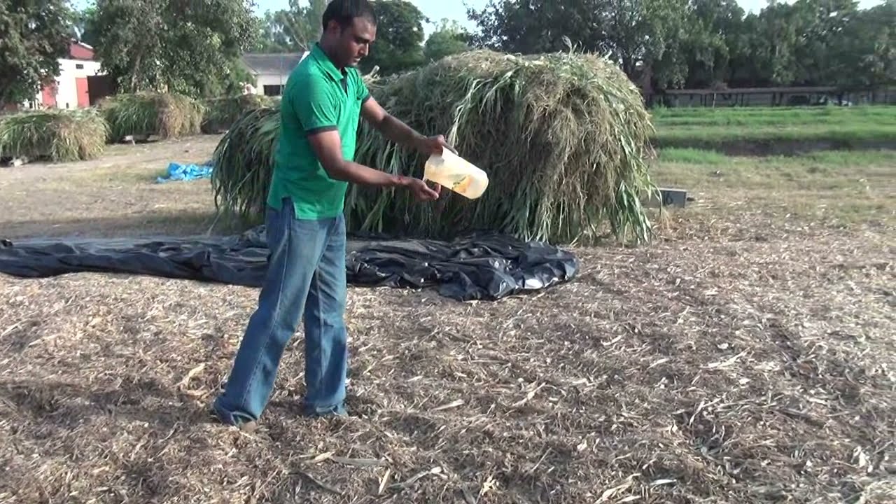 साइलेज बनाना - (हिंदी में आवाज) - Silage Making for Dairy Cattle